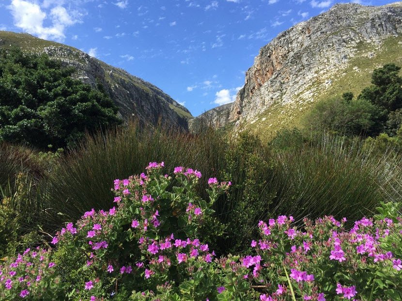 Harold Porter National Botanical Gardens, Betty's Bay, South Africa, South Africa